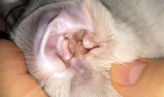 猫耳朵里脏东西怎么彻底清除 猫耳朵怎么清理